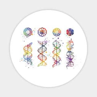 DNA Helix A-B-C-Z Colorful Watercolor Magnet